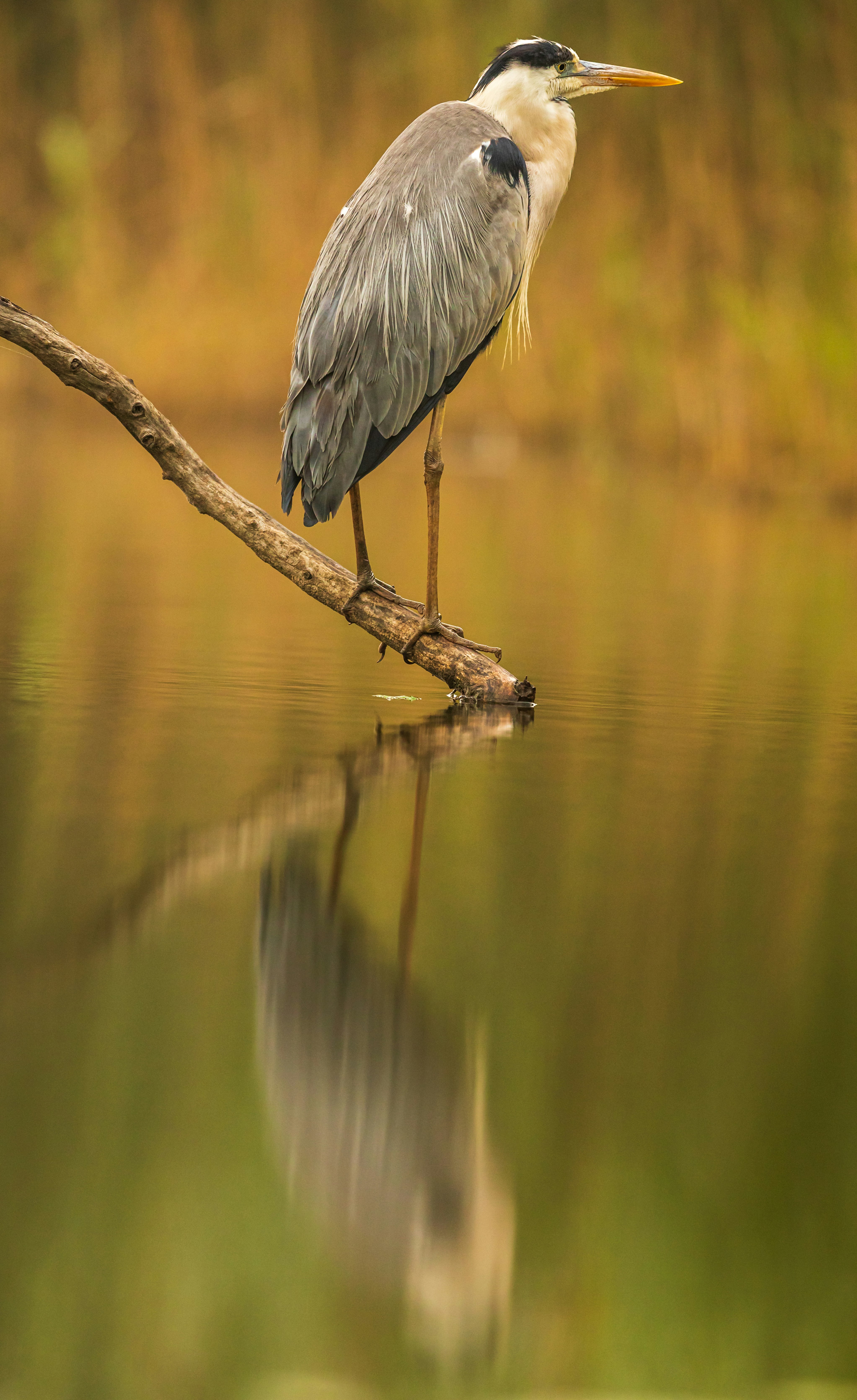 grey bird on brown tree branch